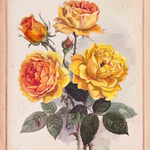 Papel de decoupage para muebles - 7 tamaños - Arte botánico - Rosas naranjas y amarillas