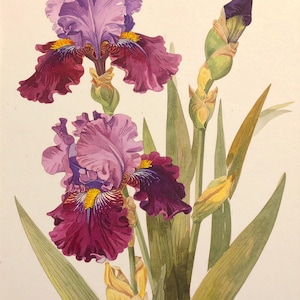 Carta da decoupage per mobili - 7 opzioni di formato - Arte botanica - Fiore di iris rosso bordeaux