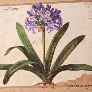 Papel para decoupage de muebles - 7 tamaños - Arte botánico - Decoupage floral - Agapanto