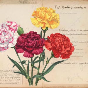 Ramo de claveles - 7 tamaños - Papel de decoupage grande para muebles - Arte botánico