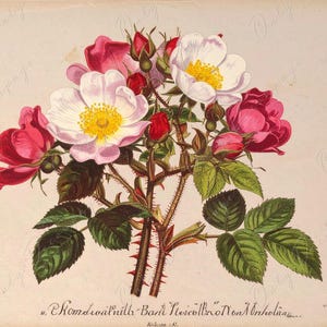 Rosa Pimpinellifolia - Papel de decoupage para muebles - 7 tamaños - Arte Botánico
