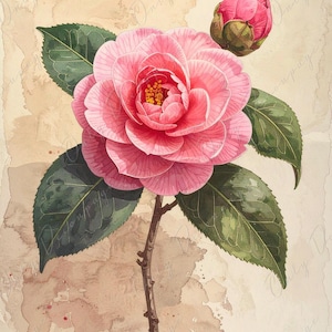 Camelia rosa - Papel de decoupage para muebles - 7 tamaños - Arte botánico