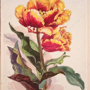 Papel para decoupage de muebles - 7 tamaños - Arte botánico - Decoupage floral