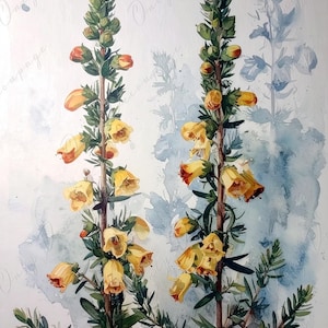 Epacris Longiflora - Papel de decoupage para muebles - 7 tamaños - Arte Botánico