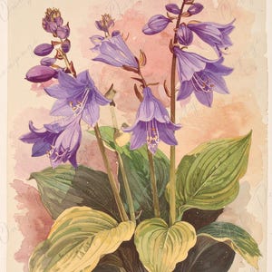 Arte botánico - 7 tamaños - Papel de decoupage grande para muebles - Decoupage floral - Hosta morada