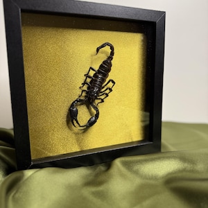 Framed Scorpion