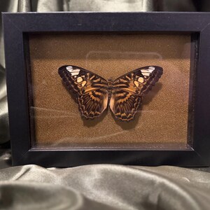 Framed Butterfly