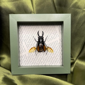 Framed Stag Beetle