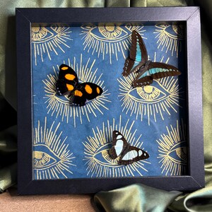 Framed Butterflies