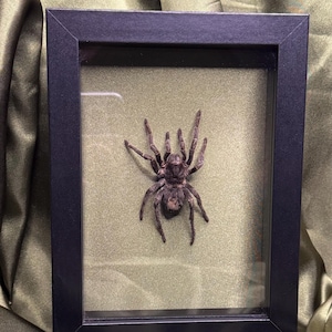 Framed Spider