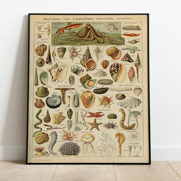 Adolphe Millot mollusques Mollusks illustrations for Nouveau Larousse illustré Poster, Vintage Style, Wall Art Home, Frame Not Included