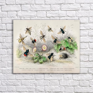 May include: A vintage illustration of different types of bees, including honey bees, bumble bees, and a false bumble bee. The illustration is in a detailed, realistic style with vibrant colors and intricate details. The bees are depicted in various poses, some flying, some perched on leaves, and some entering a nest.