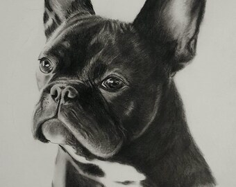 coloured pencil or graphite Wildtier Portrait nach Wunschvorlage Natur Wildlife Portrait commission in pastel