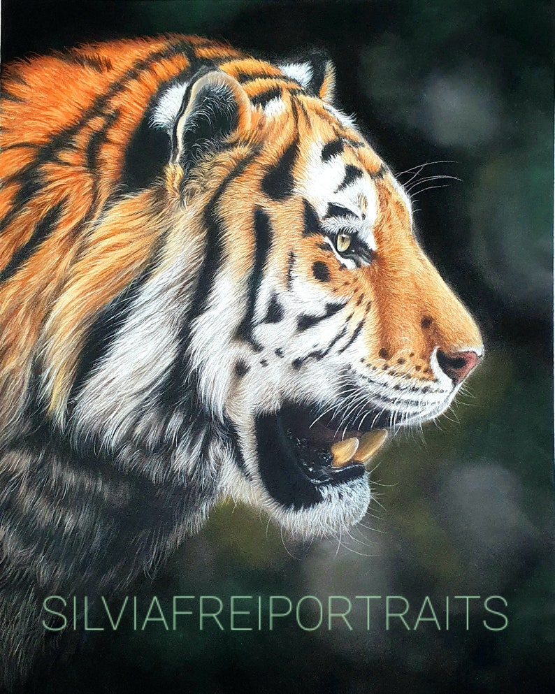 coloured pencil or graphite Wildtier Portrait nach Wunschvorlage Natur Wildlife Portrait commission in pastel