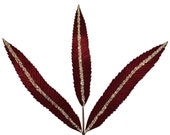 Il_170x135