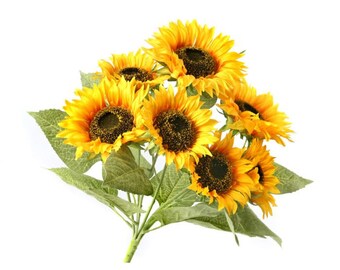 Sunflower ページ 25+ Seeds| Royal Hybrid 1121 Sunflower Seed #E012-Authentic