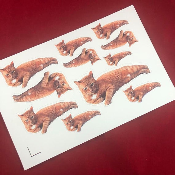 PHOTO STICKERS- Die-Cut (Kiss cut) stickers of your child, pet, company logo, and more