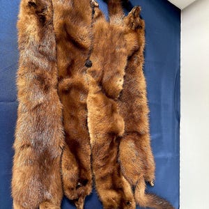 May include: A collection of brown fur pelts, likely mink, arranged on a blue surface. The pelts vary in size and shape, with visible tails and heads. The fur appears soft and has a rich, warm brown color.