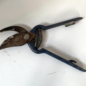 May include: Vintage pruning shears with a blue handle and a rusty blade. The blades are curved and meet at a central pivot point. A metal clasp secures the handles when closed. Gardening tool.