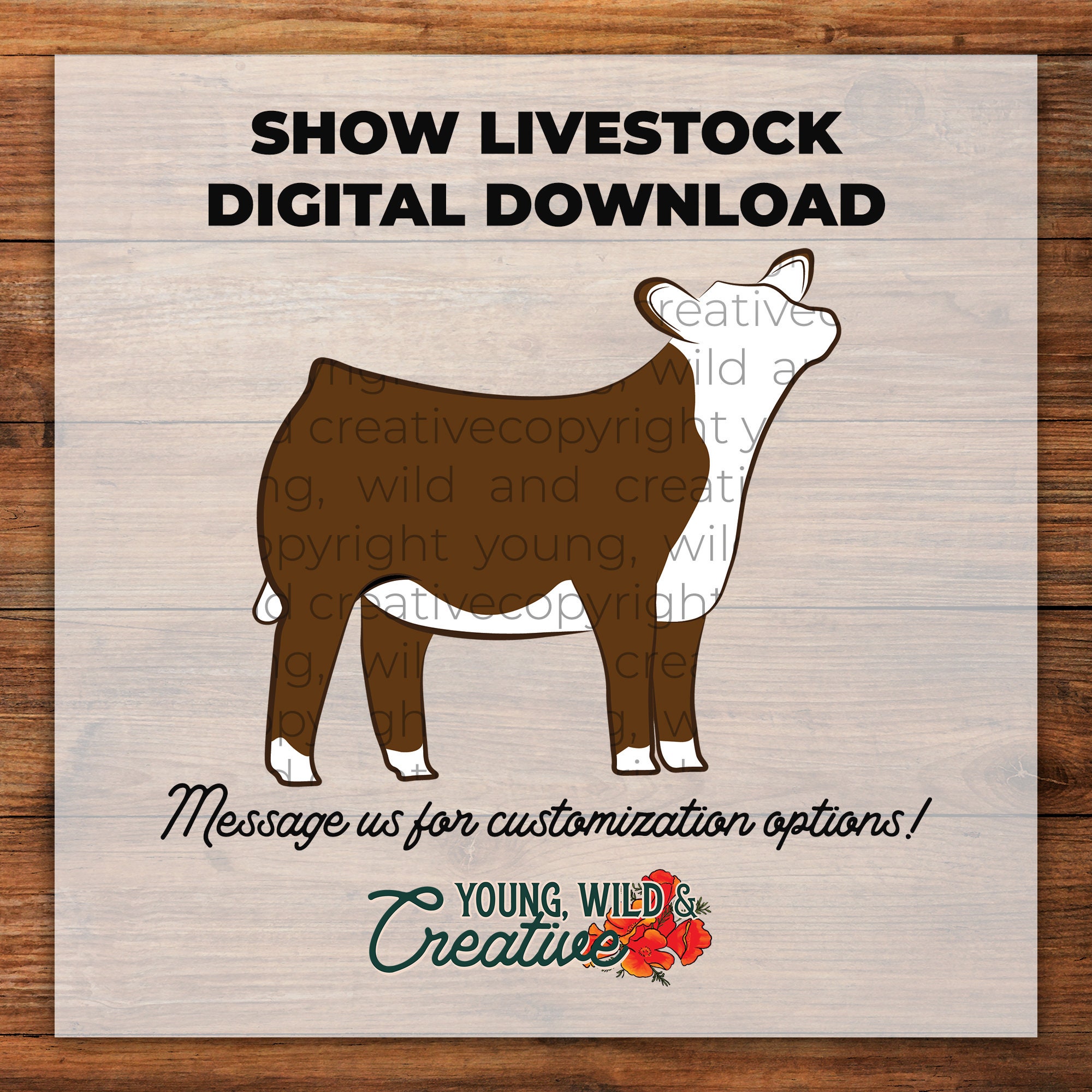Hereford Show Heifer Digital Download Livestock Digital Download Show