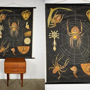 Könnte beinhalten: Vintage Lehrtafel mit detaillierten Illustrationen einer Spinne und ihrer Anatomie auf schwarzem Hintergrund. Die Tafel ist in einem schwarzen Holzrahmen montiert und über einem kleinen Holzschrank mit zwei Schubladen ausgestellt.