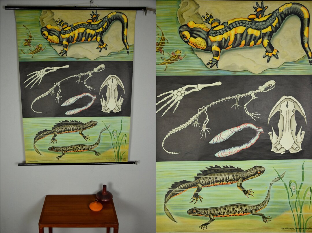 Original Vintage School Pull Down Chart Map / Motif Fire Salamander ...