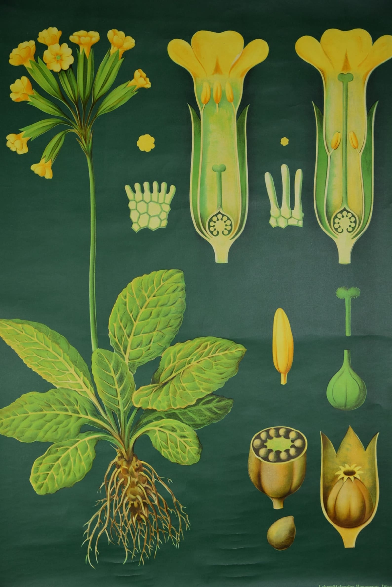 Original Vintage School Pull Down Chart Map / Motif Cowslip | Jung Koch ...