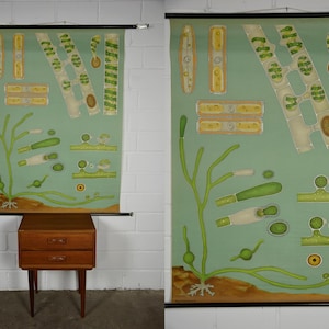 Könnte beinhalten: Vintage Lehrtafel mit botanischen Illustrationen von Algen und Pflanzenzellen in Grün, Gelb und Weiß. Die Tafel ist an einer schwarzen Stange befestigt und wird auf einem Holzschrank mit zwei Schubladen präsentiert.