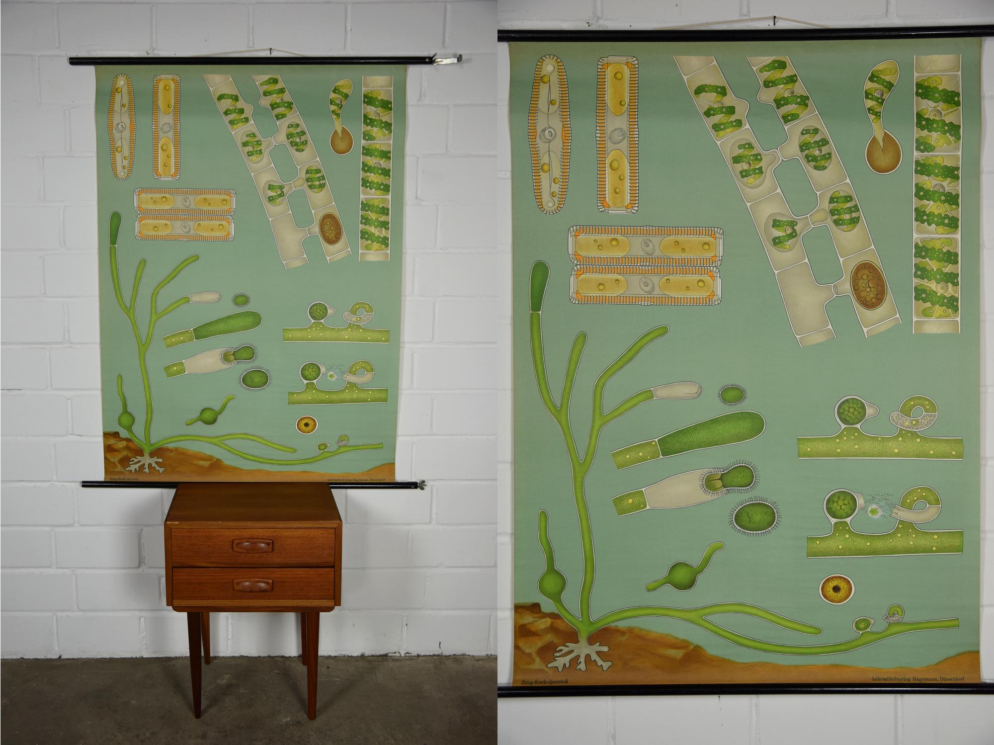 Original Vintage School Pull Down Chart Map / Motif Filamentous Algae ...