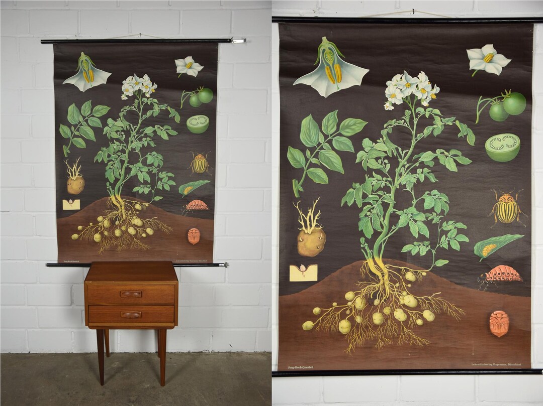 Original Vintage School Pull Down Chart Map / Motif Potato | Jung Koch ...