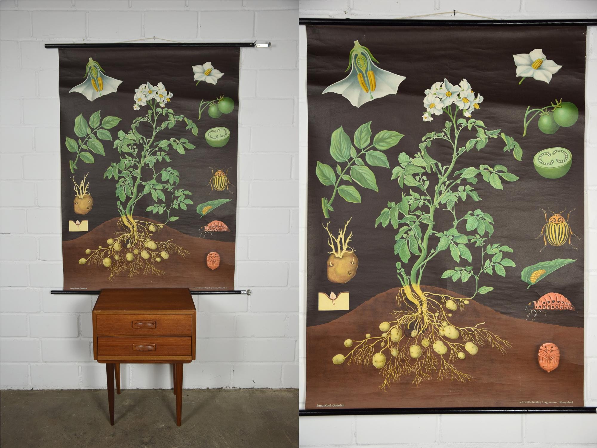 Original Vintage School Pull Down Chart Map / Motif Potato | Jung Koch ...