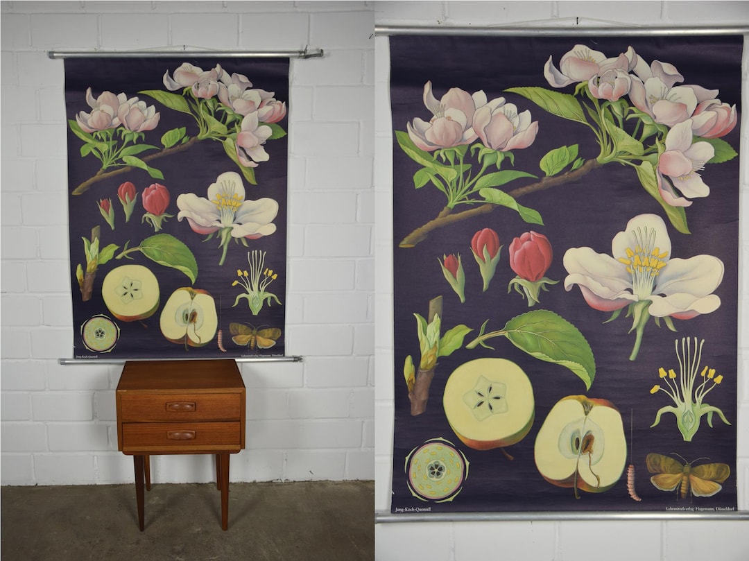 Original Vintage School Pull Down Chart Map / Motif Apple Tree | Jung ...
