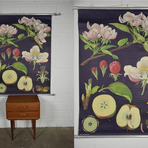 May include: A vintage botanical chart depicting an apple tree, with detailed illustrations of blossoms, buds, apple cross-sections, and a butterfly, set against a dark blue background. The chart is mounted on a metal rod.