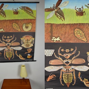 Original vintage school pull down chart map / Motif cockchafer | Jung Koch Quentell | Hagemann | Germany | 70s