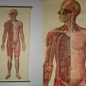 Könnte beinhalten: Vintage anatomische Tafel, die den menschlichen Körper zeigt, mit Darstellungen des Muskel- und Skelettsystems. Die Illustration in Rot-, Braun- und Beigetönen ist an einer Holzstange befestigt. Sie bietet eine detaillierte Ansicht der menschlichen Anatomie.