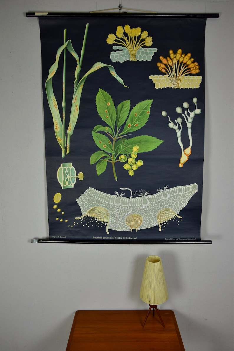 Original Vintage School Pull Down Chart Map / Motif Common Grain Rust ...