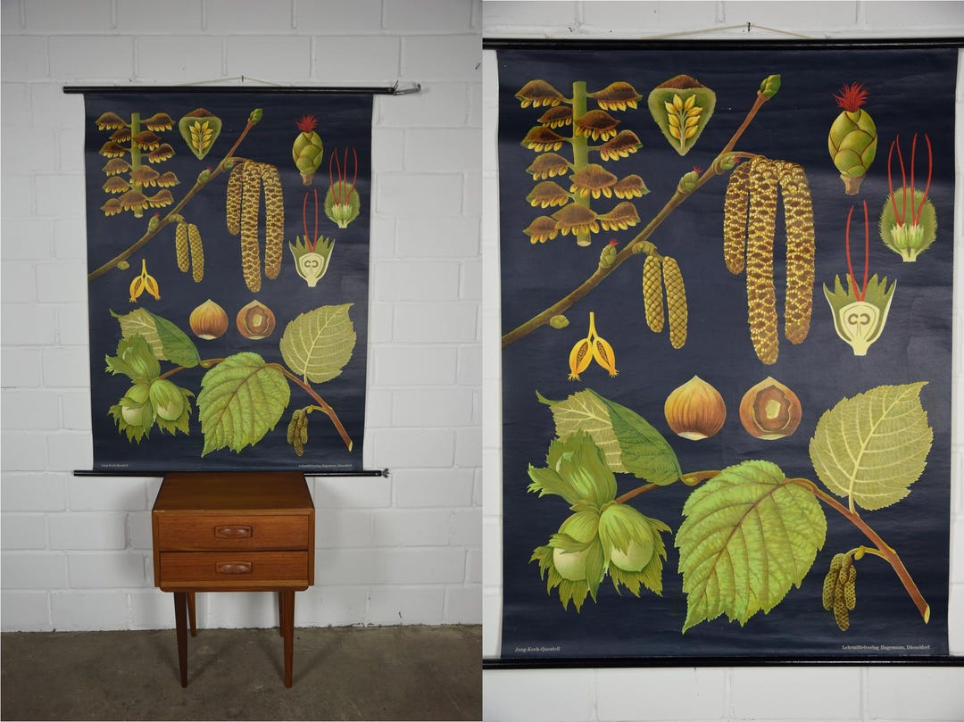 Original Vintage School Pull Down Chart Map / Motif Hazelnut Bush ...