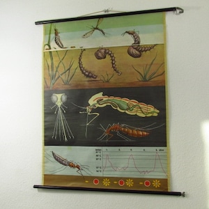 Original Wandtafel, Lehrtafel, Schultafel Stechmücke | Jung-Koch-Quentell / Hagemann