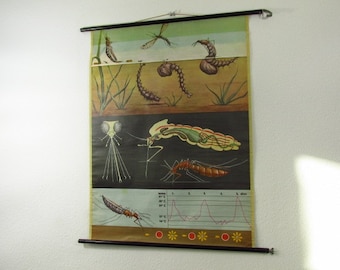 Original vintage school pull down chart map mosquito | Jung-Koch-Quentell/Hagemann | Germany | 60s