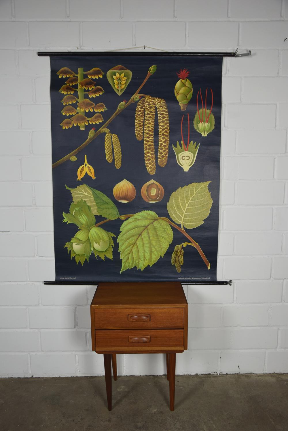 Original Vintage School Pull Down Chart Map / Motif Hazelnut Bush ...