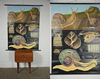 Original vintage school pull down chart map / Motif edible snail (snail) | Jung Koch Quentell | Hagemann | Germany | 70s