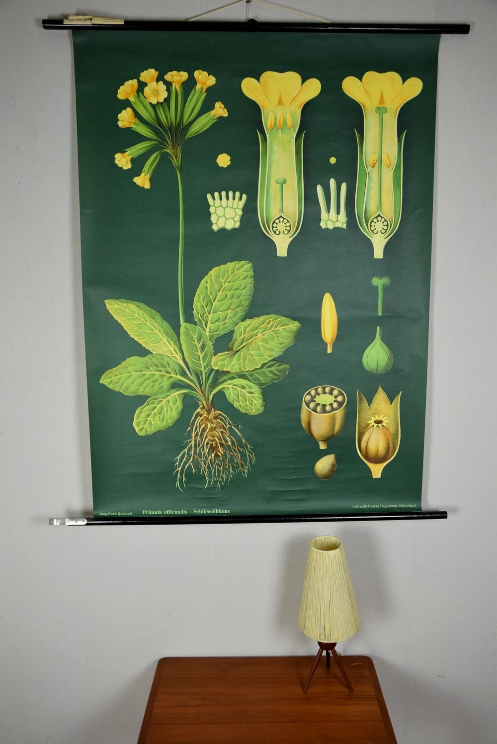 Original Vintage School Pull Down Chart Map / Motif Cowslip | Jung Koch ...