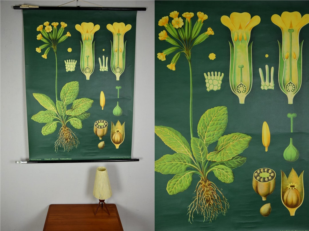 Original Vintage School Pull Down Chart Map / Motif Cowslip | Jung Koch ...