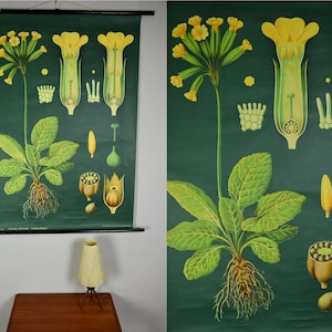 Original Vintage Schulwandkarte, Wandtafel, Lehrtafel, Schultafel, Rollkarte, Schulkarte / Schlüsselblume | Jung Koch Quentell | Hagemann