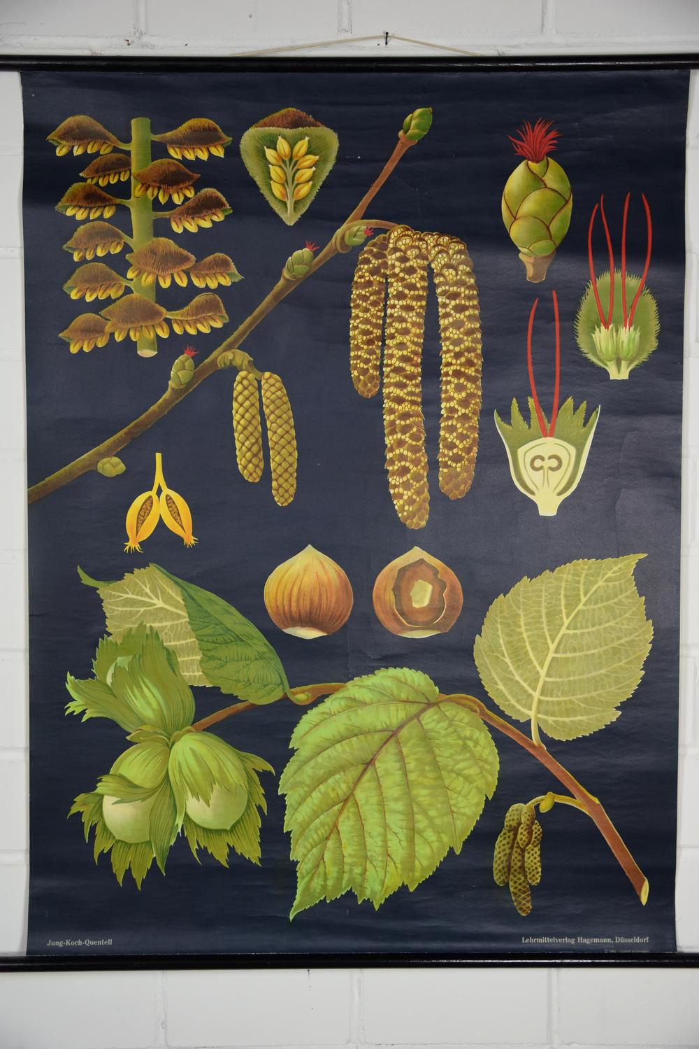Original Vintage School Pull Down Chart Map / Motif Hazelnut Bush ...