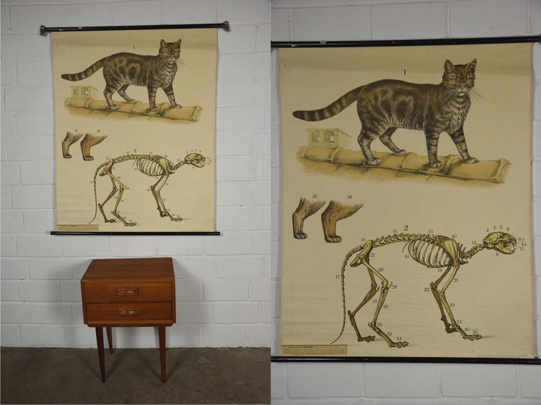 Original Vintage School Pull Down Chart Map / Motif House Cat | Germany ...