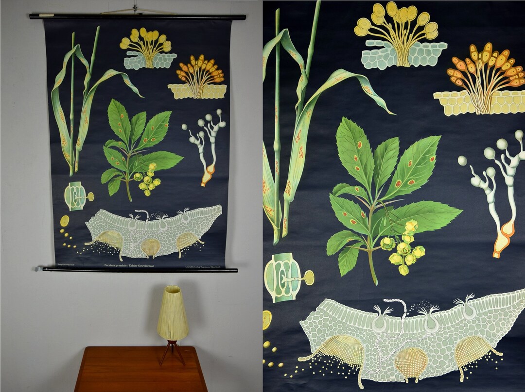 Original Vintage School Pull Down Chart Map / Motif Common Grain Rust ...