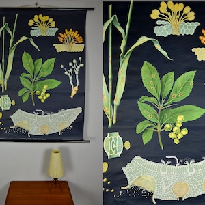 Original vintage school pull down chart map / Motif common grain rust | Jung Koch Quentell | Hagemann | Germany | 70s