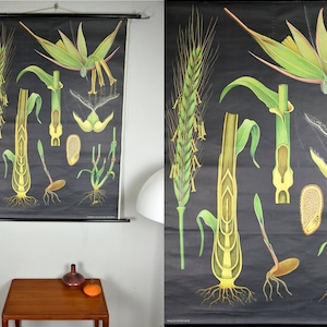Vintage Schulwandkarte, Wandtafel, Lehrtafel, Schultafel, Rollkarte, Schulkarte / Roggen | Jung Koch Quentell | Hagemann