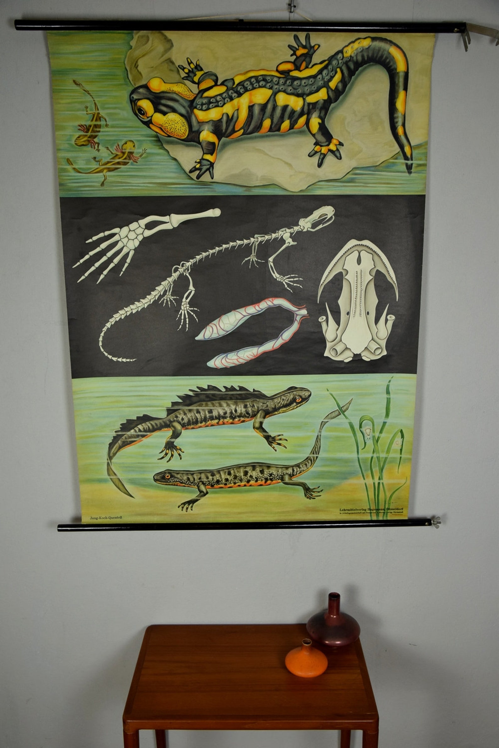 Original Vintage School Pull Down Chart Map / Motif Fire Salamander ...